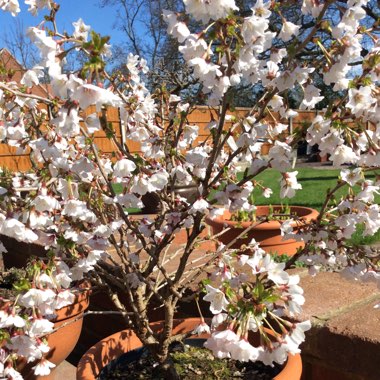 Prunus incisa 'Kojo-no-mai'