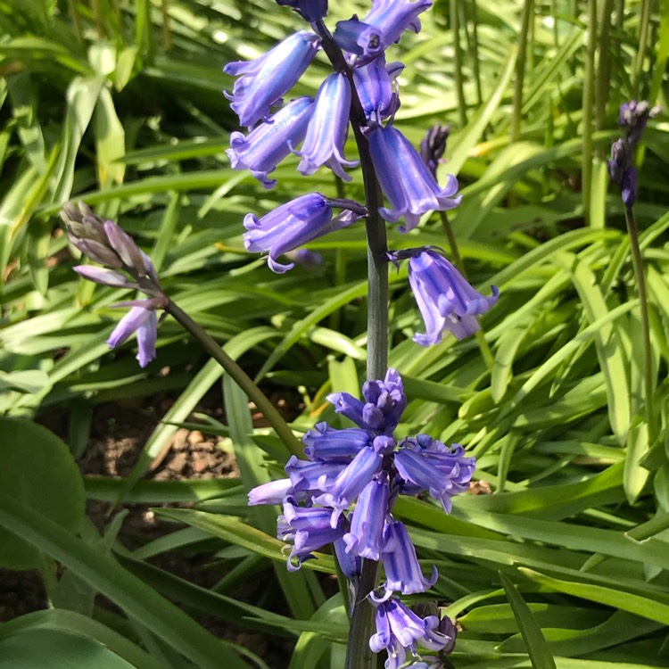 plant image 1267087 plant image 1267087