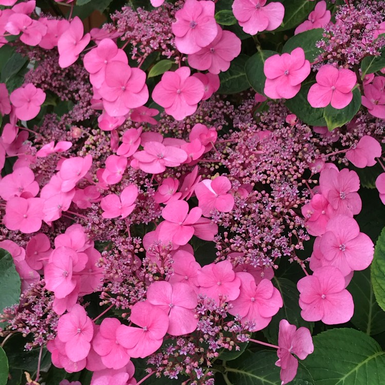 plant image 1355142 plant image 1355142