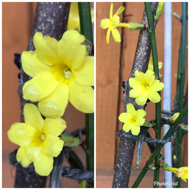 plant image 1428728
