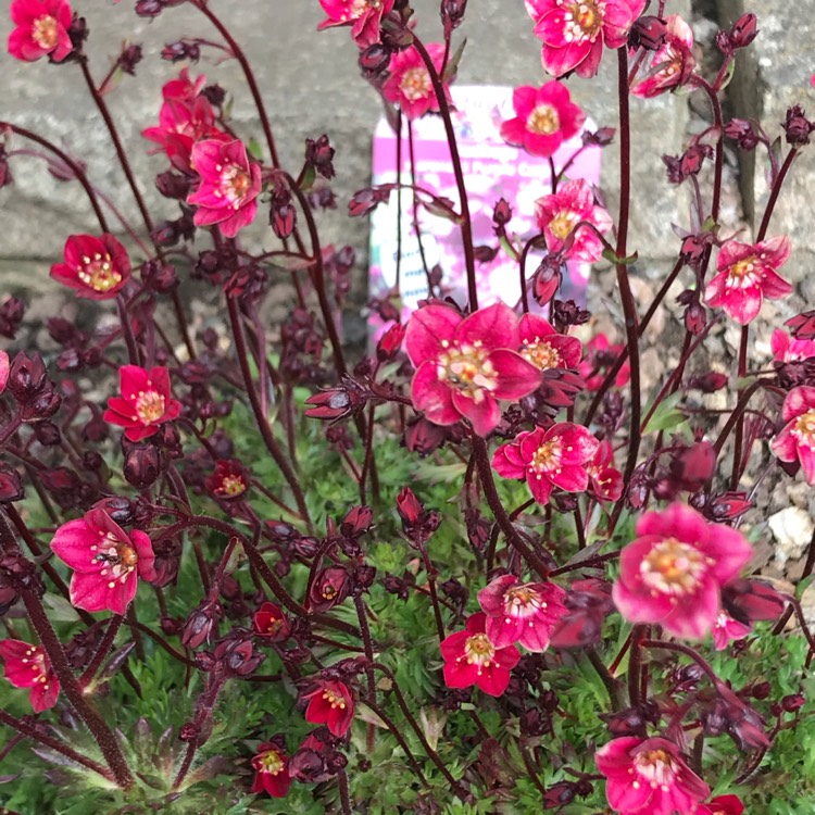 plant image 1462423