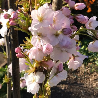 Prunus