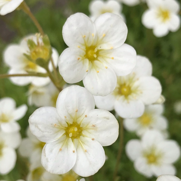 plant image 1472993 plant image 1472993
