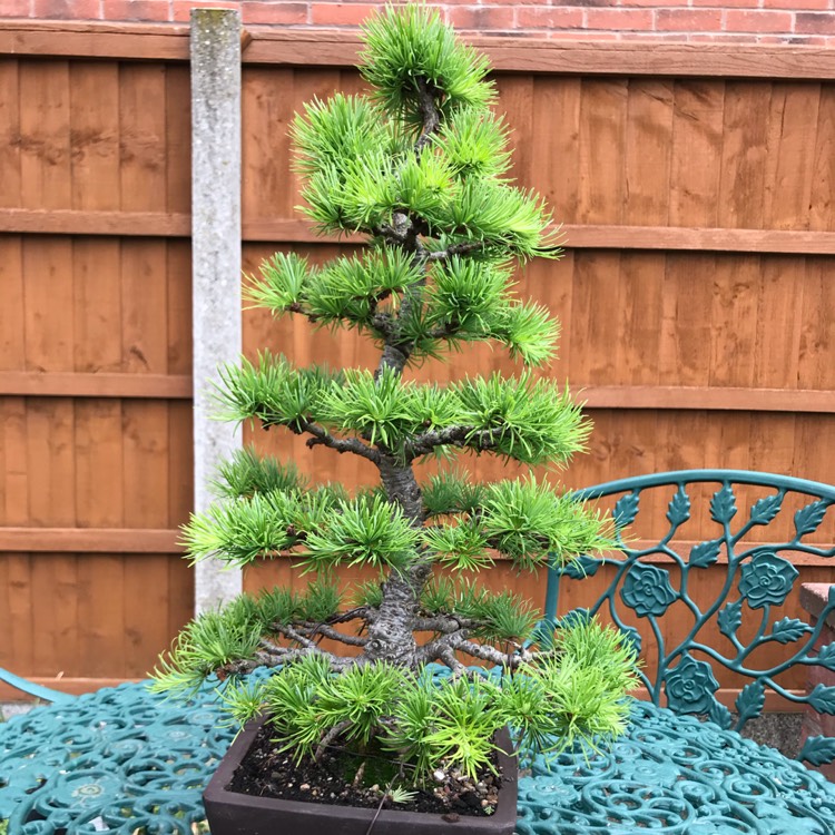 plant image 1480350
