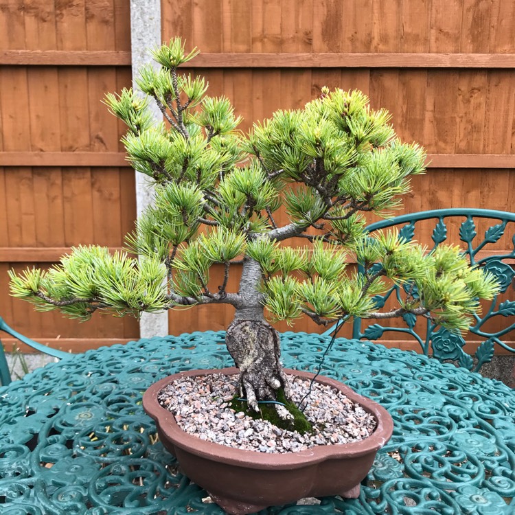 plant image 1480648