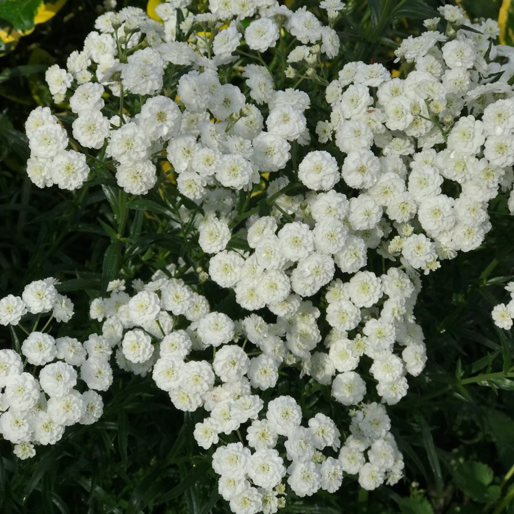 plant image 1505756 plant image 1505756