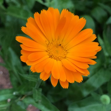 Calendula 'officinalis'