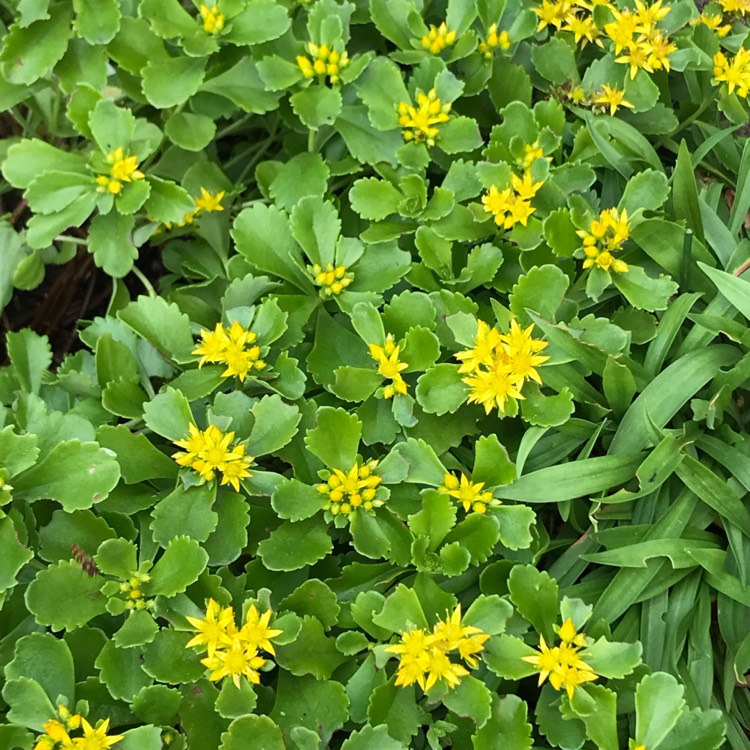 Plant image Phedimus selskanianus syn. Sedum selskianum