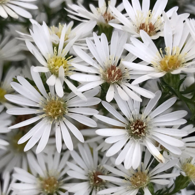 plant image 1543579 plant image 1543579