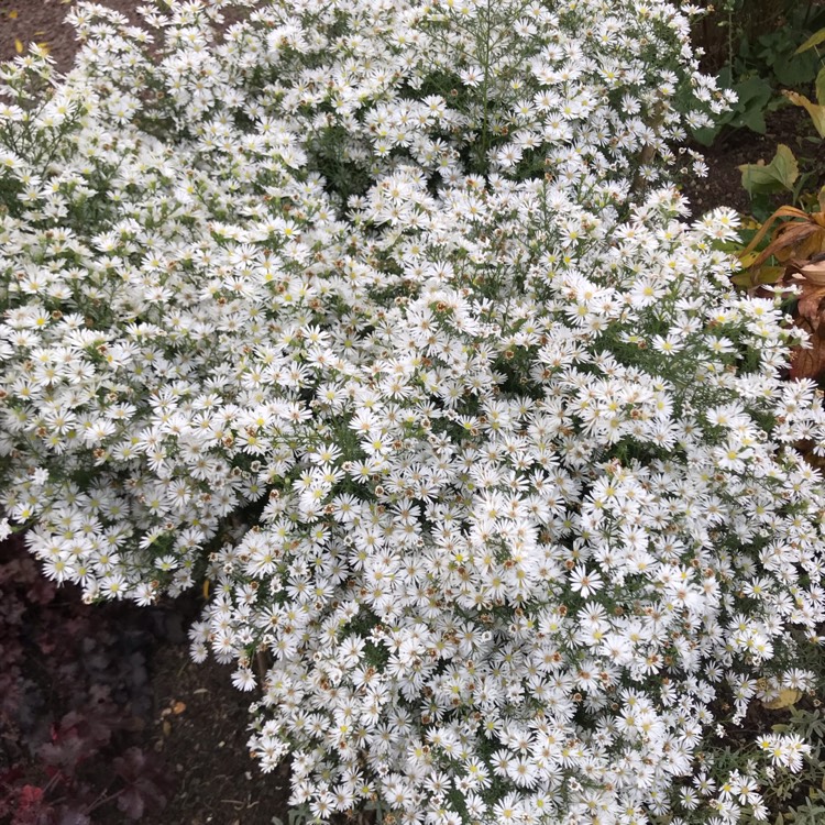 plant image 1543580 plant image 1543580