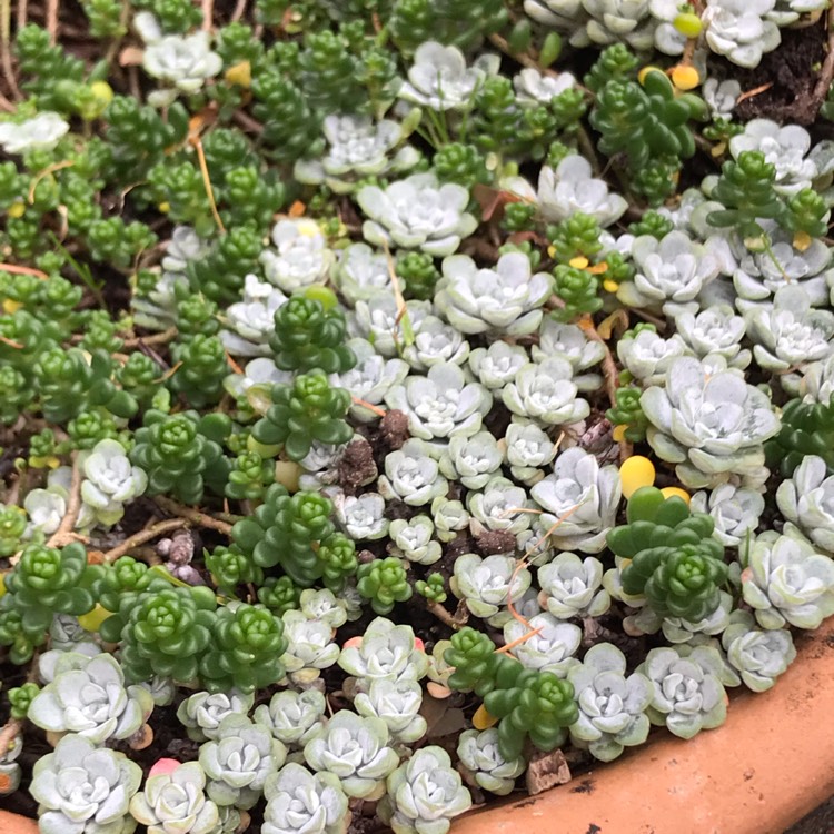 plant image 1546698