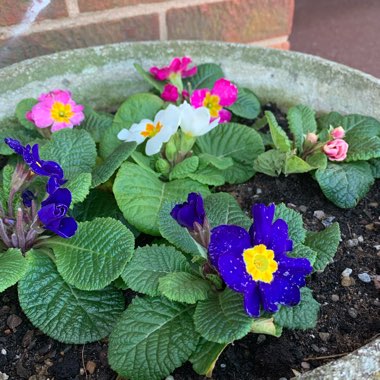 Primula