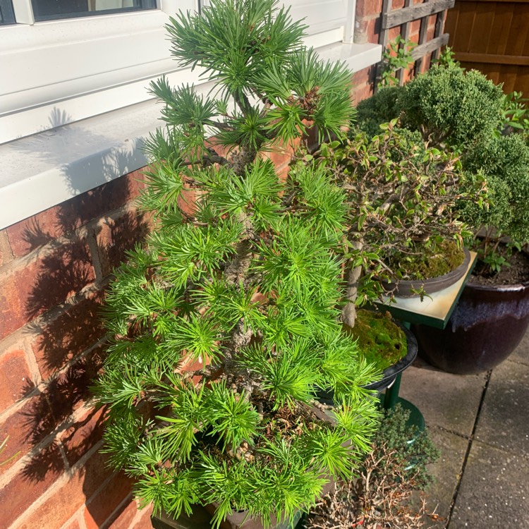 plant image 1576056
