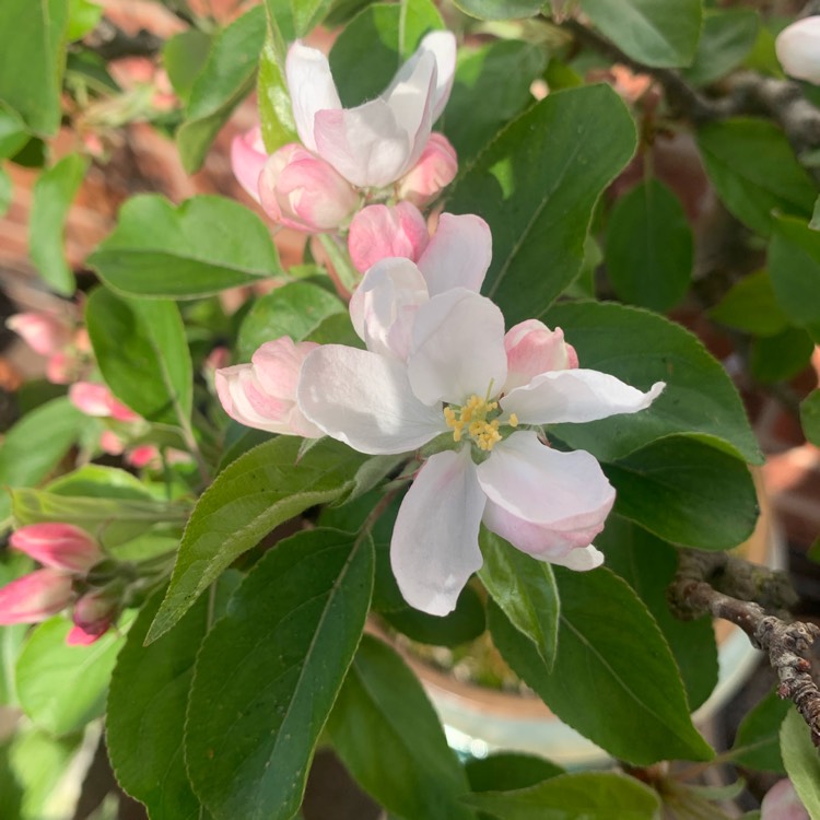 plant image 1576058