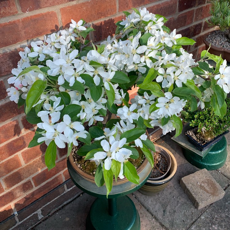 plant image 1578164