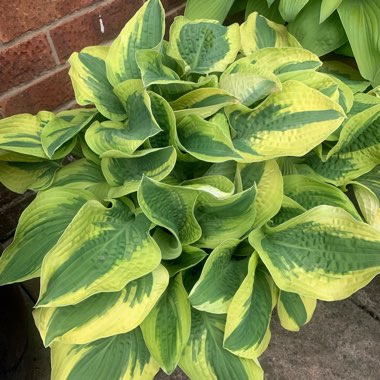 Hosta
