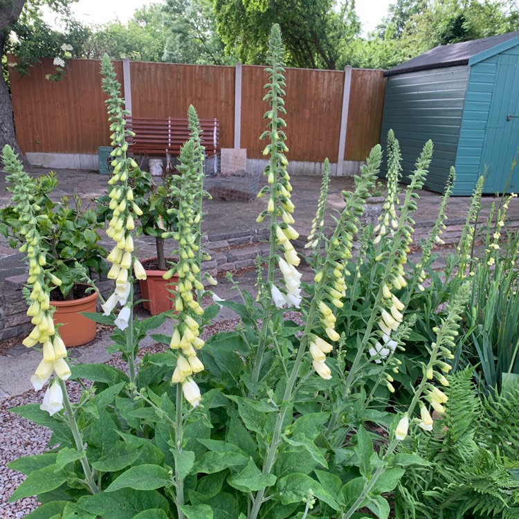 plant image 1591377 plant image 1591377