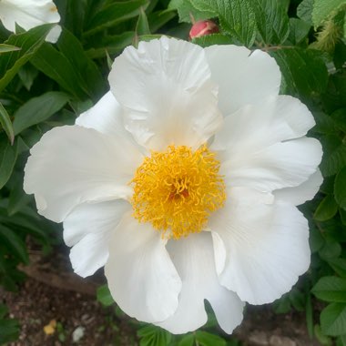 Paeonia