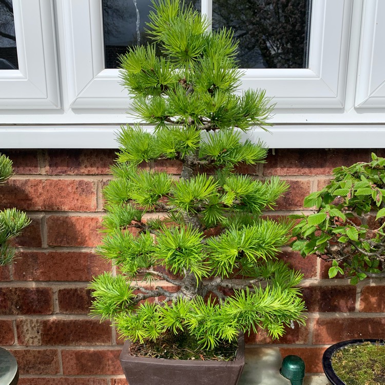 plant image 1662109 plant image 1662109
