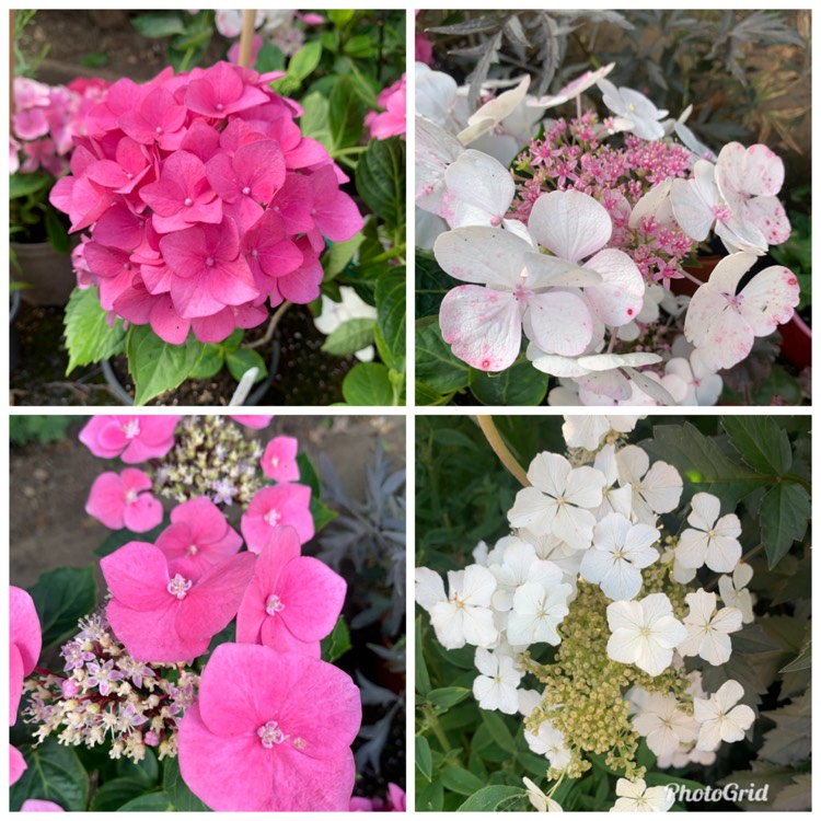 plant image 1678673 plant image 1678673