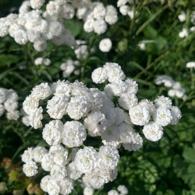 Achillea ptarmica 'Perry's White'