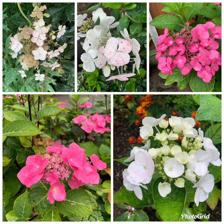 plant image 1682079 plant image 1682079