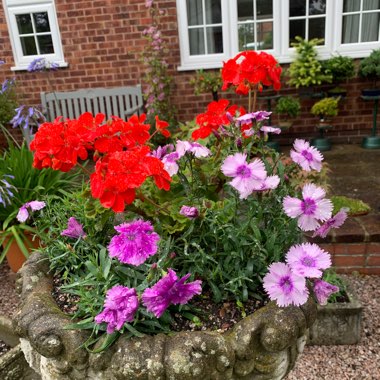 Geranium