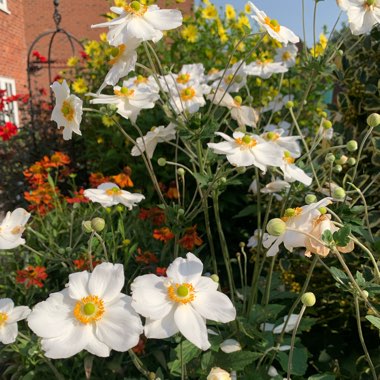 Japanese Anemone 'Andrea Atkinson'