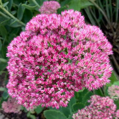 Sedum
