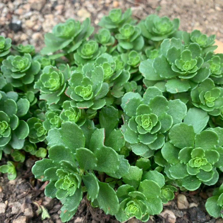 plant image 1687462