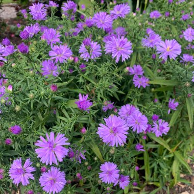 Aster