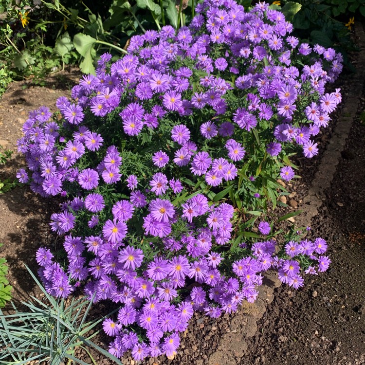 plant image 1689084 plant image 1689084