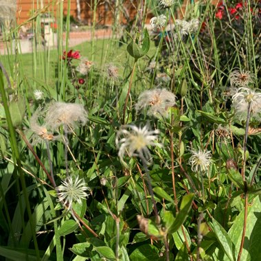 Clematis
