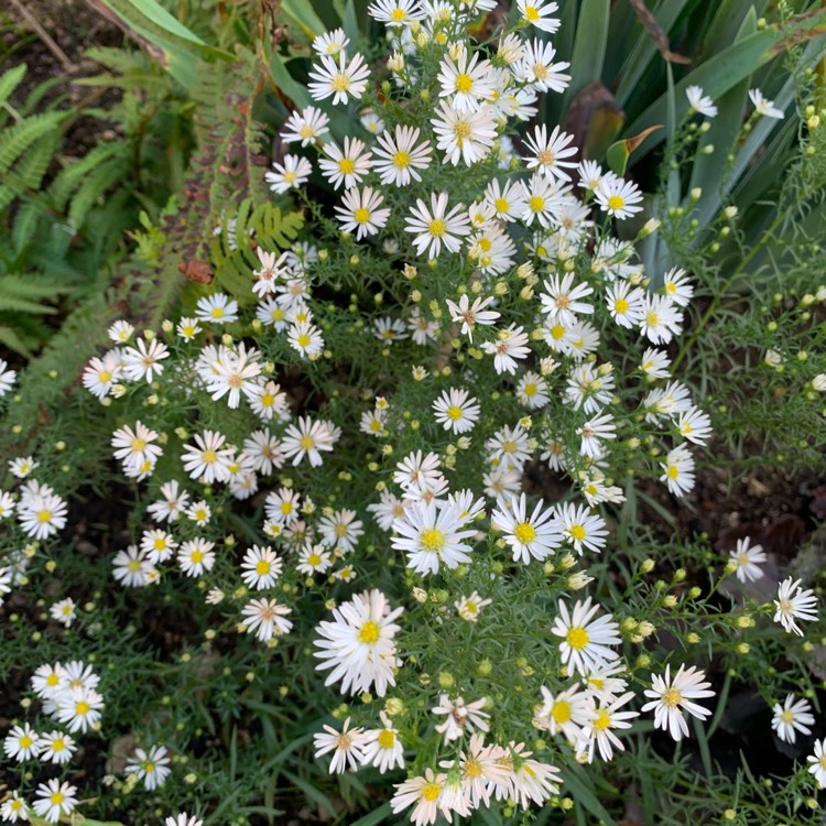 plant image 1691065 plant image 1691065