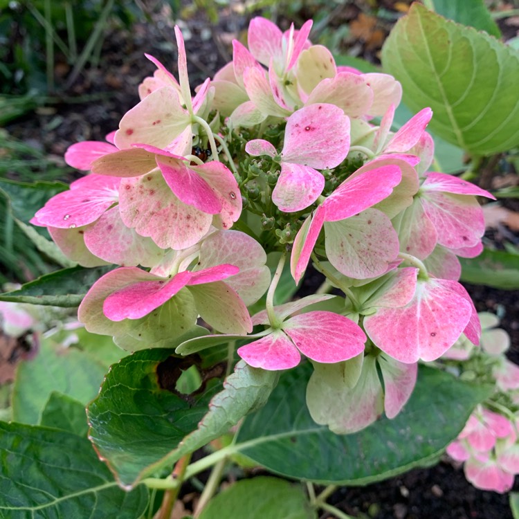 plant image 1693516 plant image 1693516