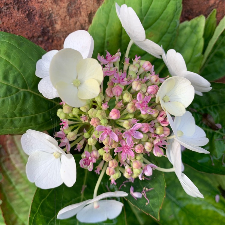 plant image 1693517 plant image 1693517