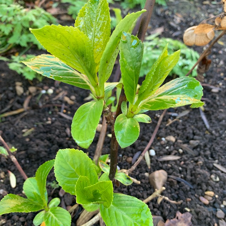 plant image 1700363 plant image 1700363