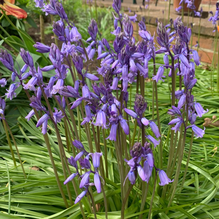 plant image 1705263 plant image 1705263