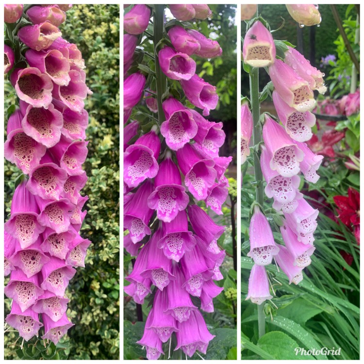 plant image 1712300 plant image 1712300