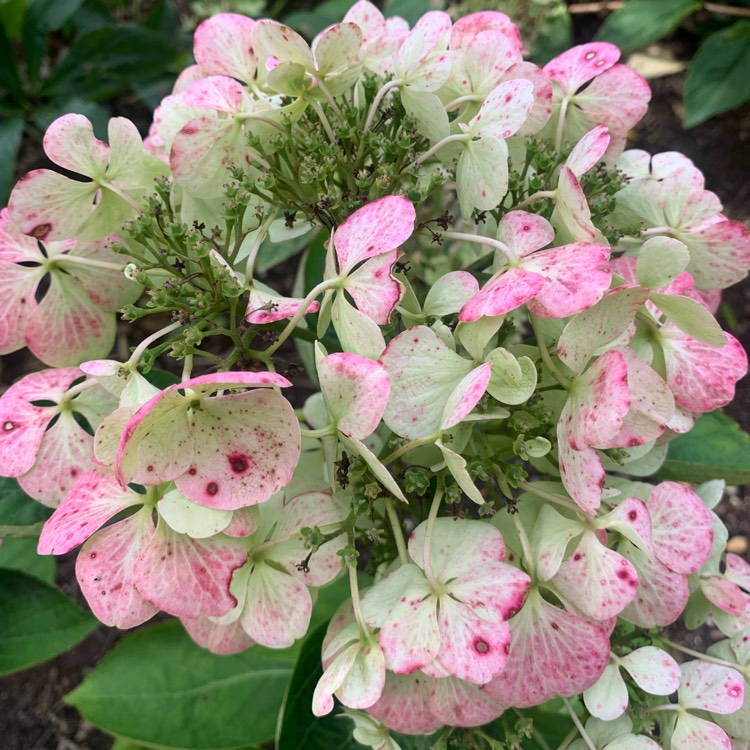 plant image 1724946 plant image 1724946