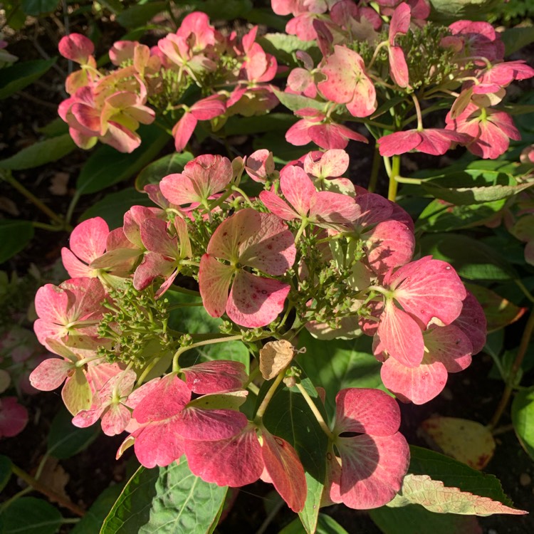 plant image 1725786 plant image 1725786