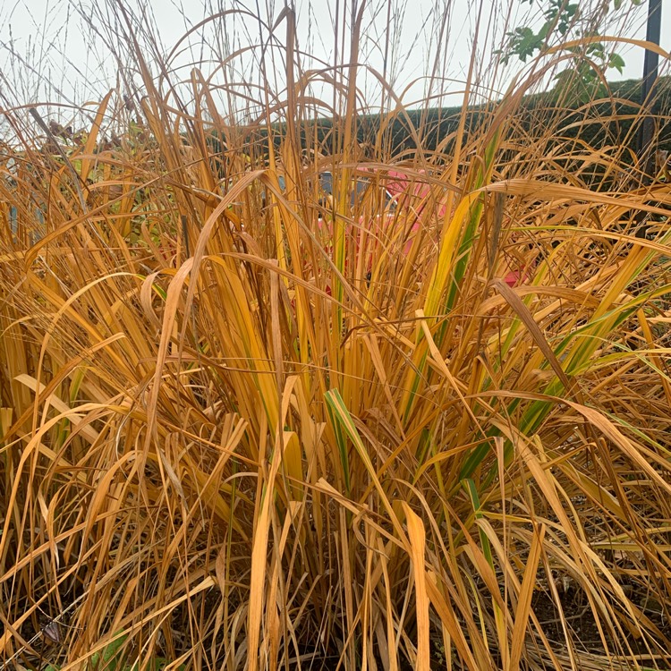 plant image 1727989
