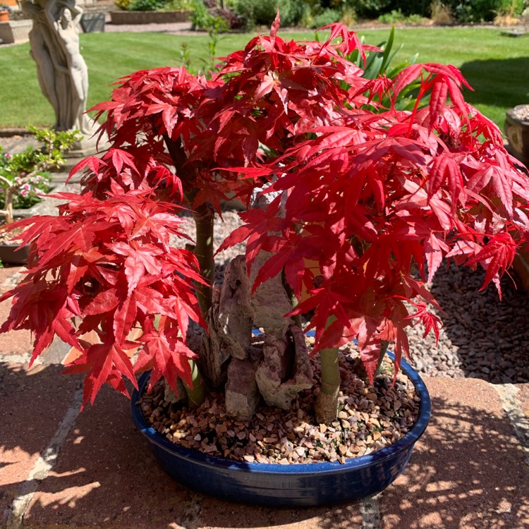 plant image 1733815