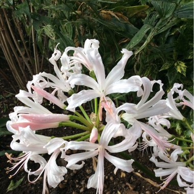 Nerine