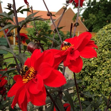Dahlia 'Bishop of Llandaff'