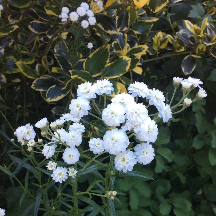 plant image 770812 plant image 770812