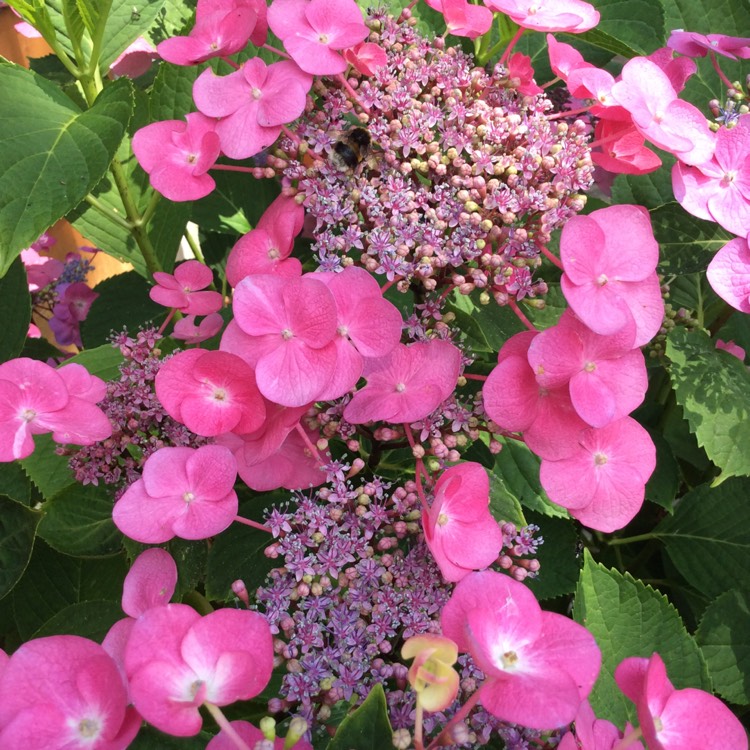 plant image 784749 plant image 784749