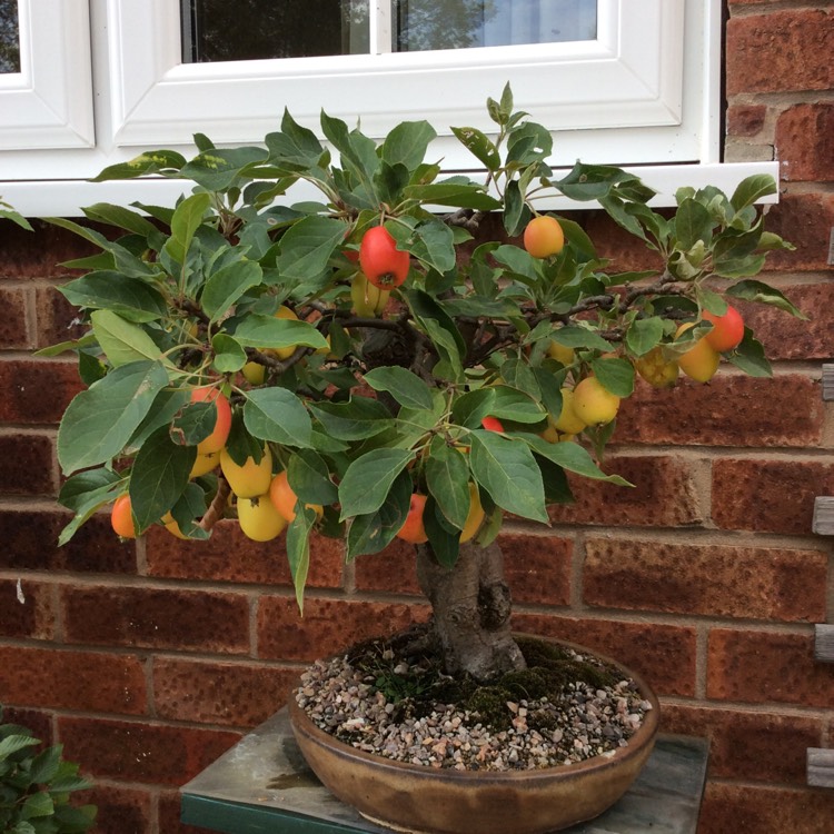 plant image 826419 plant image 826419