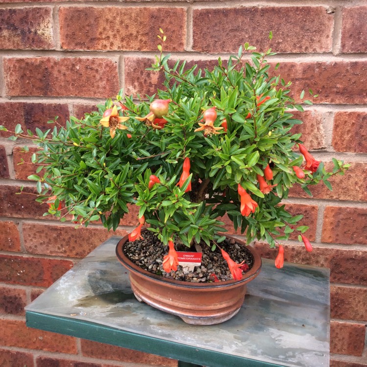 plant image 826420 plant image 826420