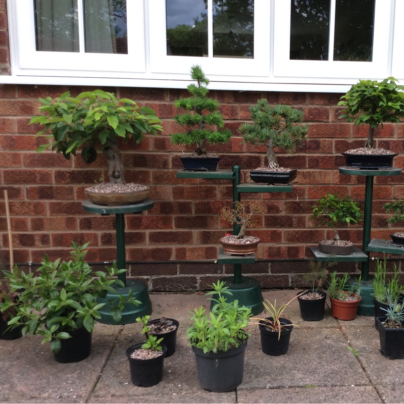 plant image 84817